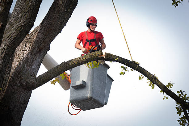 How Our Tree Care Process Works  in  Progreso, TX